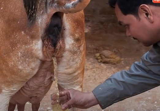 Cow's urine is four times more expensive than cow's milk,